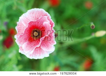 Beautiful pink poppy on the meadow horizontal view