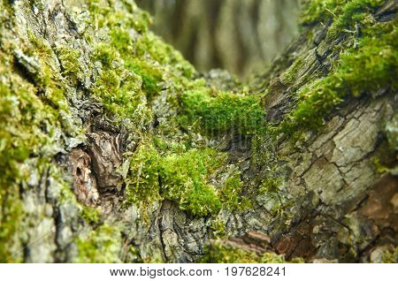 Moss On Tree, Nature Macrophoto, Tree Bark