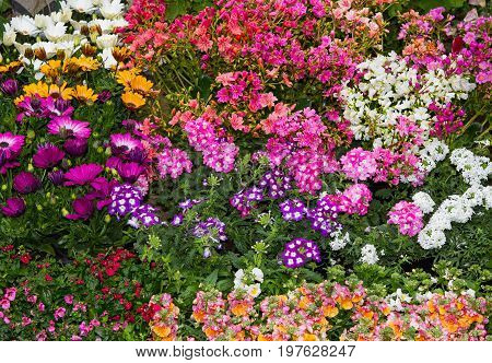 A Colorful Flowerbed With Vibrant Perennial Plants.