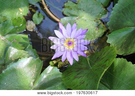 purple water lily at the tropical gerden