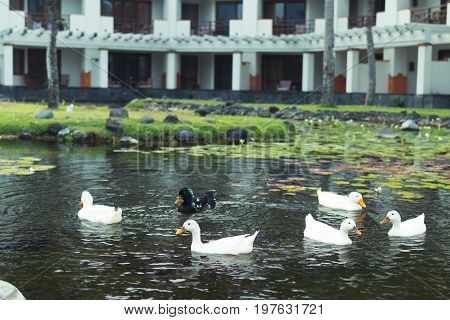 White geese in the lake, farmyard goose. Park of Nusa Dua, Bali island.