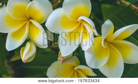 Brunch of blossoming yellow tiare flowers. Flat look