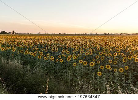 Sunflowers field near Arles in Provence France