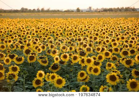 Sunflowers field near Arles in Provence France