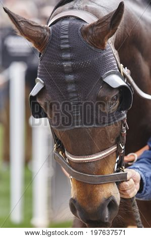 Race horse head with blinkers . Paddock area. Vertical