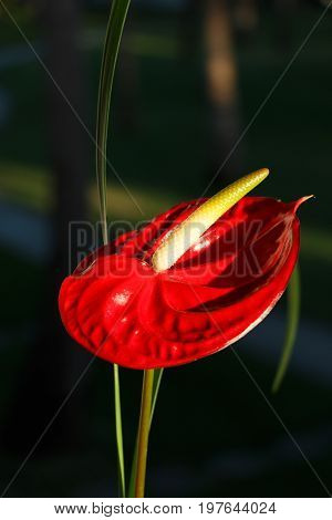 Red flower with yellow pistil in foreground and background with defocused
