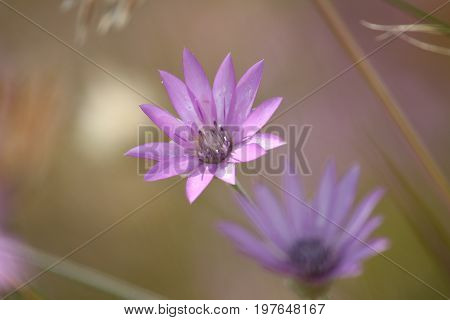 Immortelle purple wildflower on the Black Sea coast. Ukraine, Mykolaiv region