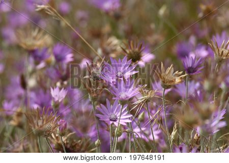 Immortelle purple wildflower on the Black Sea coast. Ukraine, Mykolaiv region