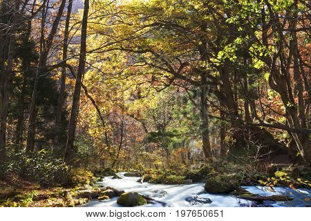 Oirase Gorge Beautiful River Druing The Autumn Season, Japan