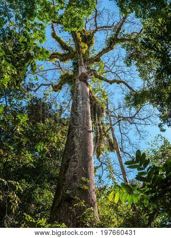 Big tree in the middle of the forest Manu National Park in Peru