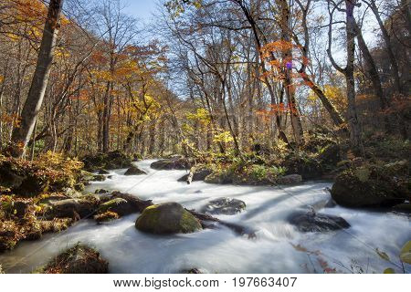 Oirase Gorge Beautiful River Druing The Autumn Season, Japan