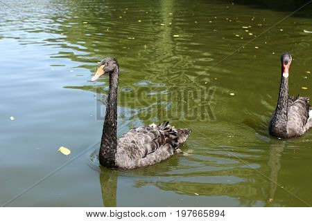 Swimming a black swan in Sofiyivsky Park. Botanical Garden in Uman, Cherkasy Oblast, Ukraine