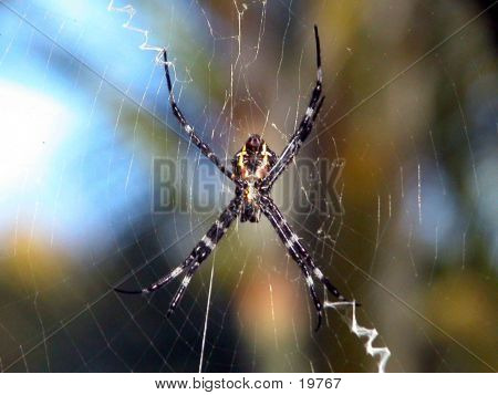 Hawaiian Spider