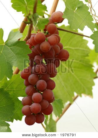 Uva listos para la cosecha