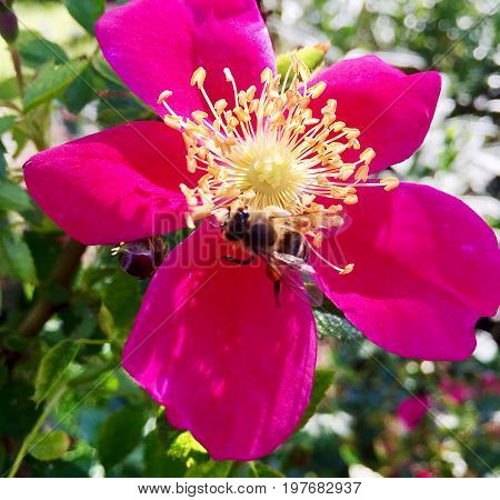The photo shows blooming red flower, botanica peony with green leaves.