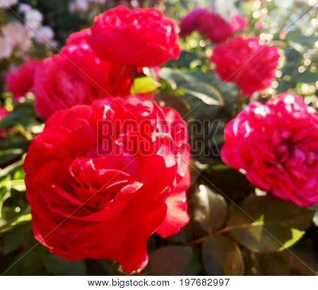 The photo shows blooming red flower, botanica peony with green leaves.