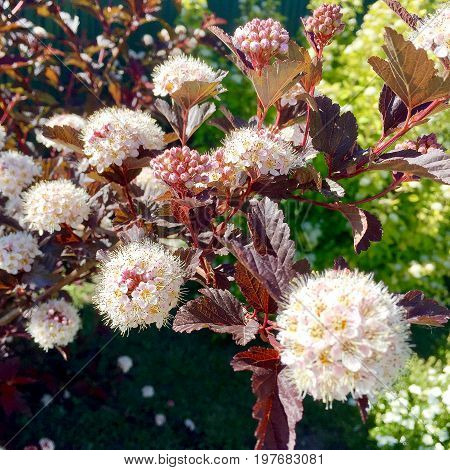 The photo shows blooming red flower, botanica peony with green leaves.