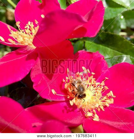 The photo shows blooming red flower, botanica peony with green leaves.