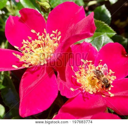 The photo shows blooming red flower, botanica peony with green leaves.
