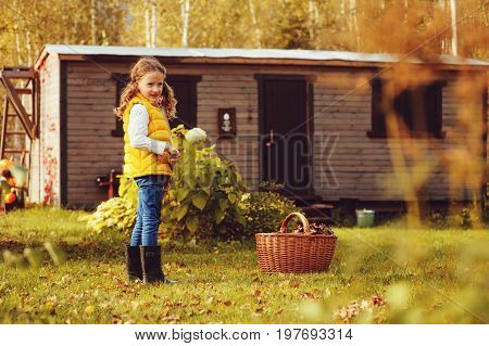 happy child girl playing little gardener in autumn and picking leaves into basket. Seasonal garden work.