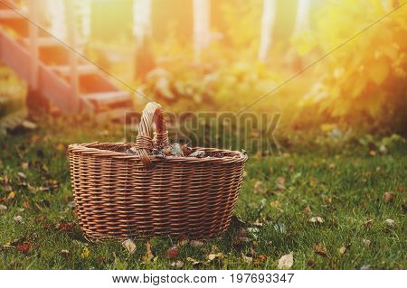 picking autumn leaves into basket. Seasonal garden work.