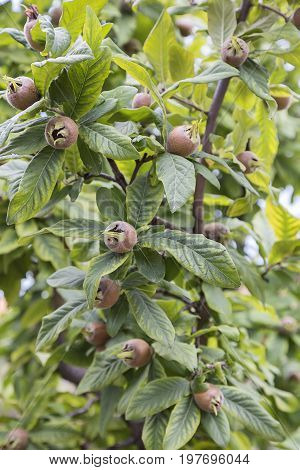 Branch With Medlars, Medlar Growing