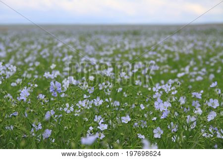 Russian holidays. Summer. Blue and green field.