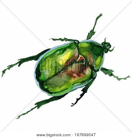 Exotic beetle bronzovka wild insect in a watercolor style isolated. Full name of the insect: beetle bronzovka. Aquarelle wild insect for background, texture, wrapper pattern or tattoo.
