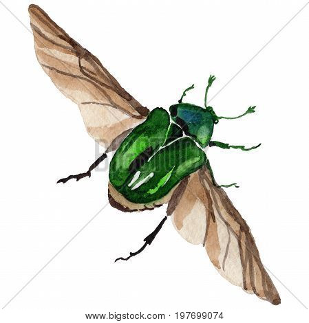 Exotic beetle bronzovka wild insect in a watercolor style isolated. Full name of the insect: beetle bronzovka. Aquarelle wild insect for background, texture, wrapper pattern or tattoo.
