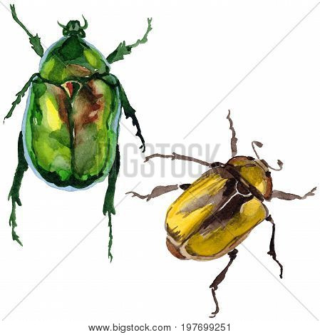 Exotic beetle bronzovka wild insect in a watercolor style isolated. Full name of the insect: beetle bronzovka. Aquarelle wild insect for background, texture, wrapper pattern or tattoo.