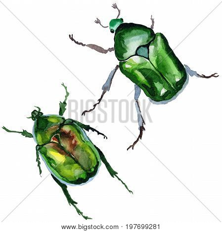Exotic beetle bronzovka wild insect in a watercolor style isolated. Full name of the insect: beetle bronzovka. Aquarelle wild insect for background, texture, wrapper pattern or tattoo.
