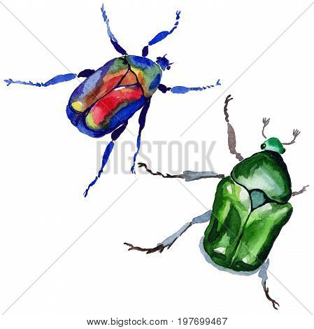 Exotic beetle bronzovka wild insect in a watercolor style isolated. Full name of the insect: beetle bronzovka. Aquarelle wild insect for background, texture, wrapper pattern or tattoo.
