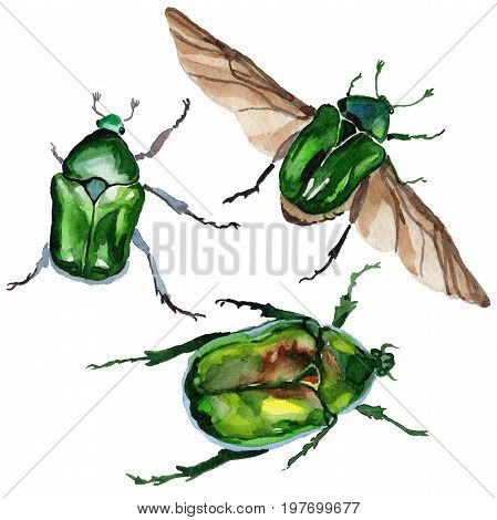 Exotic beetle bronzovka wild insect in a watercolor style isolated. Full name of the insect: beetle bronzovka. Aquarelle wild insect for background, texture, wrapper pattern or tattoo.