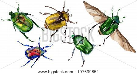 Exotic beetle bronzovka wild insect in a watercolor style isolated. Full name of the insect: beetle bronzovka. Aquarelle wild insect for background, texture, wrapper pattern or tattoo.