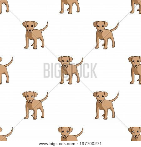 Puppy labrador.Animals single icon in cartoon style vector symbol stock illustration .