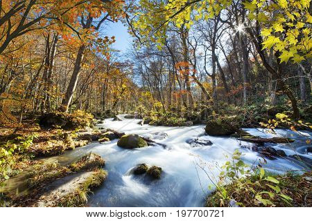Oirase Gorge Beautiful River Druing The Autumn Season, Japan