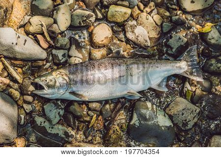 Fish Killed With A Gun. Fishermen Poachers Concept