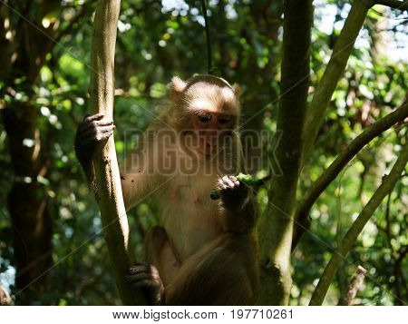Monkey feeding on caterpillar in the wild
