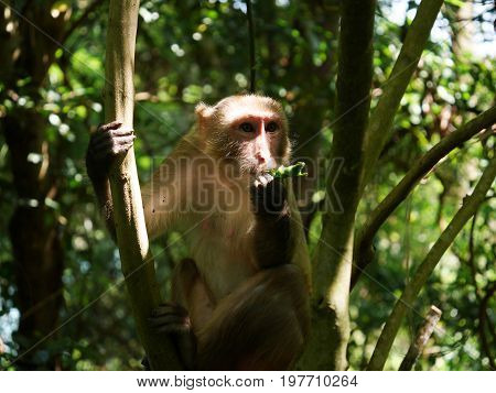 Monkey feeding on caterpillar in the wild