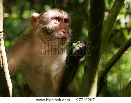 Monkey feeding on caterpillar in the wild