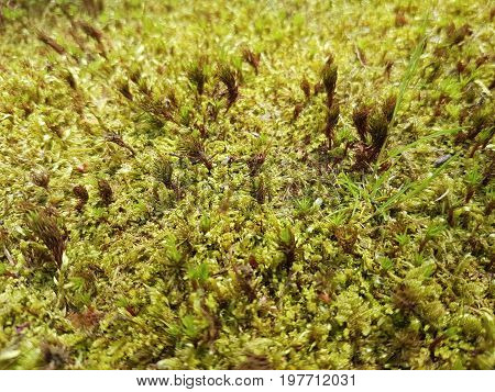 Close up Grass Field Abstract Texture Background