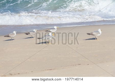 Seagulls Pessegueiro Island In Porto Covo