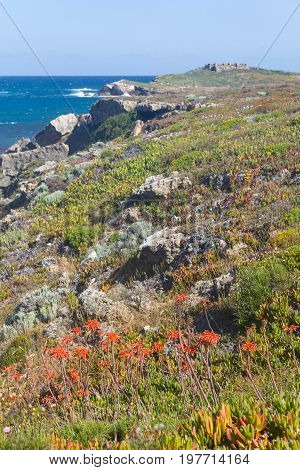 Flowers Over The Cliffs With Pessegueiro Island In Background In Porto Covo