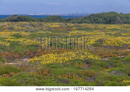 Wild Yellow Flowers In Vila Nova De Milfontes
