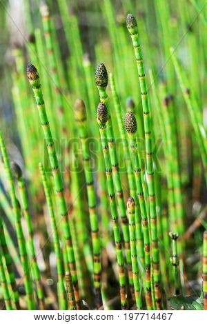 Horsetail. Equisetum plant with dark green segmented stems also called scouring rush