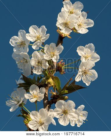 Closeup of an cherry blossom in direct sunlight in front of the blue sky
