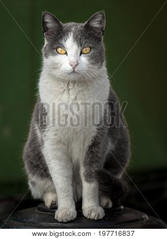 Portrait of a domestic cat looking straight out