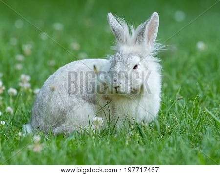 A young white rabbit is sittingin the green grass