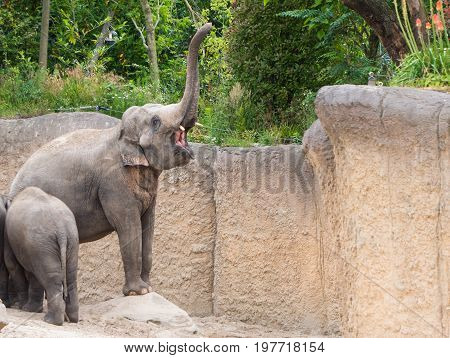 Elphant honks with big open mouth and trunk lifted high