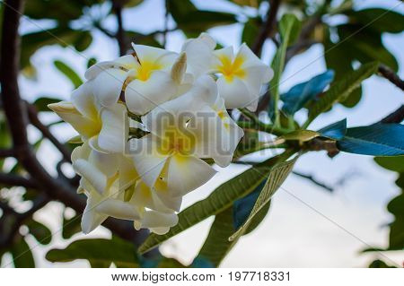 Frangipani Flower, Leelawadee Flower